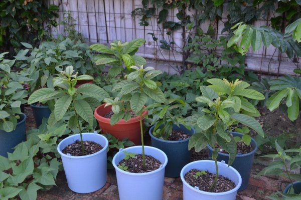 avocado trees