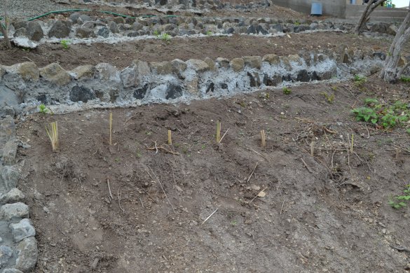 Vetiver planting